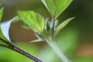 back side of a tiny sunflower blossom on a miniature sunflower plant