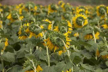 Colorful sunflower field and wind
