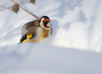 Goldfinch on the snow