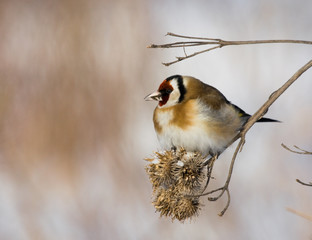 European Goldfinch (Carduelis carduelis) on the burdock