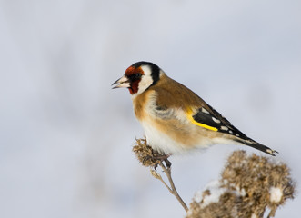 European Goldfinch (Carduelis carduelis) on the burdock