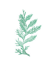Obraz premium Hand-drawn green thuja branch isolated on white background