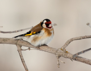 European Goldfinch (Carduelis carduelis) on the branch