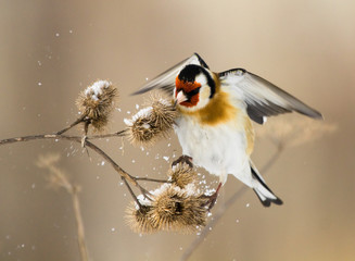 European Goldfinch (Carduelis carduelis) flits over the burdock