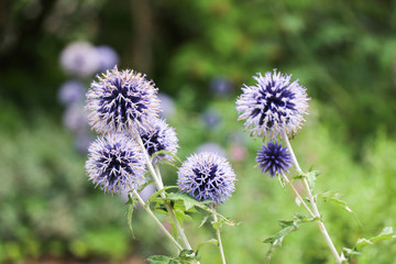 Flowering blue plant