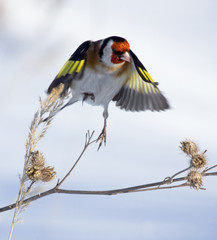 European Goldfinch (Carduelis carduelis) on the burdock