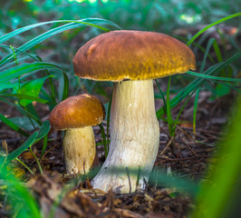 Cute penny bun mushroom is growing in the grass. The beautiful small brown cap of a cep is in the focus. It is vegetarian diet food. The mushroom grows in Ukrainian Carpathian Mountains in the forest.