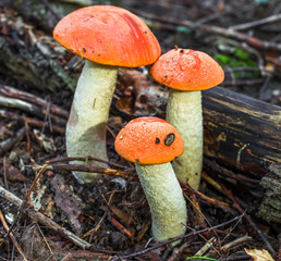 Mushroom family in autumn forest scene. Mushrooms in autumn forrest. Mushroom in autumn forest close up