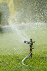 Naklejka na ściany i meble Lawn sprinkler spaying water over green grass. Irrigation system. Automatic watering lawns. Gardening. vertical photo