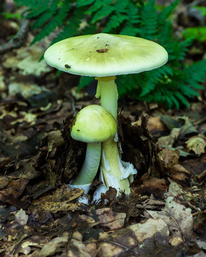 Amanita phalloides poisonous mushroom