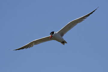 Caspian tern (Hydroprogne caspia)