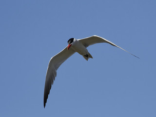 Caspian tern (Hydroprogne caspia)