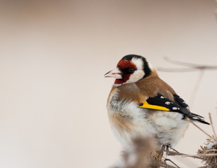 European Goldfinch (Carduelis carduelis) on the burdock