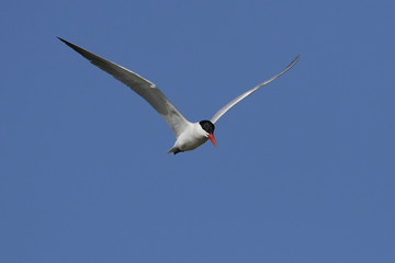 Caspian tern (Hydroprogne caspia)