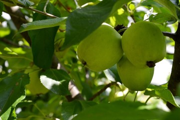 apples on the tree
