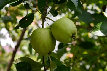 apples on the tree
