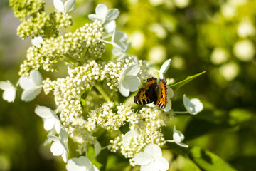 Beautiful white garden flowers and green leaves and the butterfly in Park.