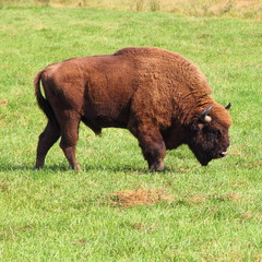 Large european bison on pasture in summer - wildlife, nature reserve, endangered animals