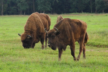 Two large bisons on pasture in summer - wildlife, nature reserve, endangered animals