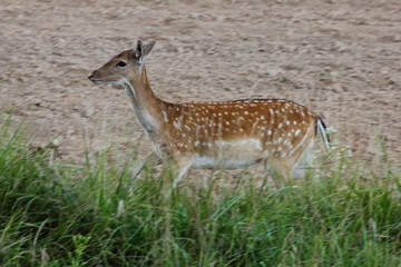 Young spotted roe deer on the edge of the field in summer - wildlife, nature reserve, endangered animals