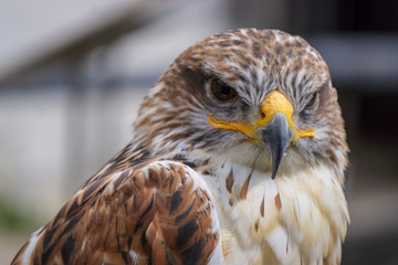 Greifvogel 