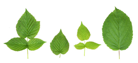 four green raspberry leaves isolate white background natural photo.