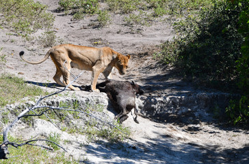 Löwe in Botswana - Moremi Reserve im Okavango Delta