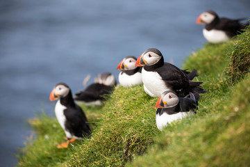 Adorable and cute Atlantic puffins on Mykines in the Faroe Islands