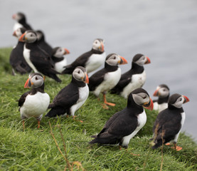 Adorable and cute Atlantic puffins on Mykines in the Faroe Islands
