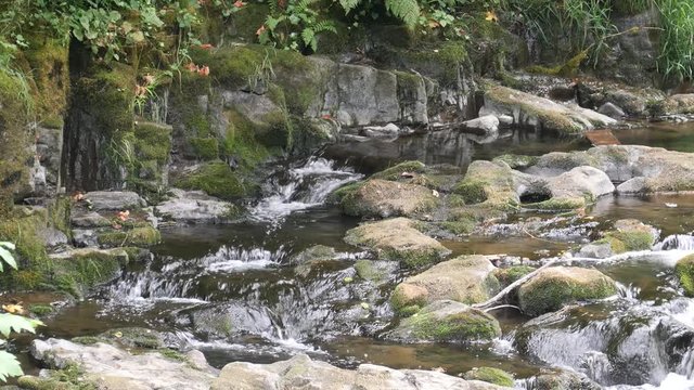 Creek with shallow water falls and running waters sounds