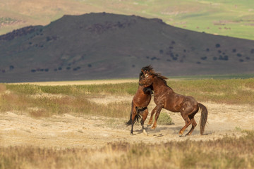 Naklejka premium Wild Horse Stallions Fighting