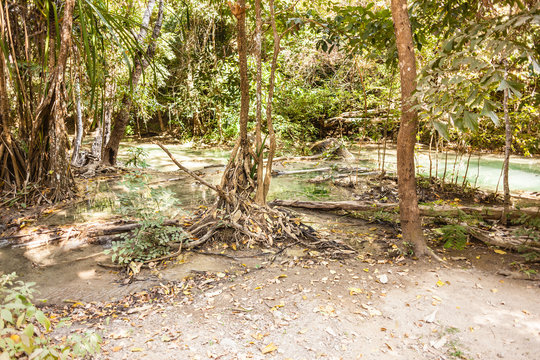 Fototapeta Tropical Thai forest