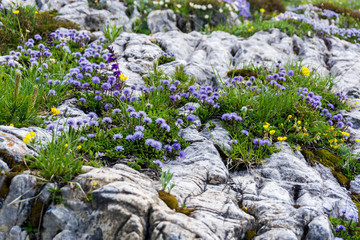 Plätzwiese Strudelkopf 2018-14  Blumen bewachsener Felsen Strudelkopf Südtirol