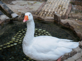 White duck standing in the pool