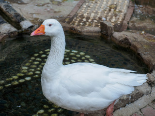 White duck standing in the pool