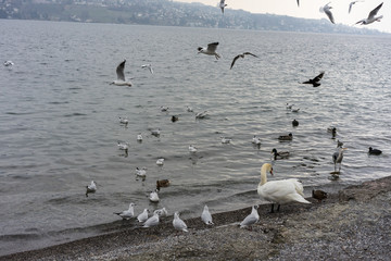 Fototapeta premium various birds and at sea or lake shore in winter