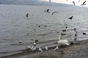 various birds and at sea or lake shore in winter