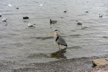 various birds and at sea or lake shore in winter