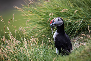 Adorable and cute Atlantic puffins on Mykines in the Faroe Islands