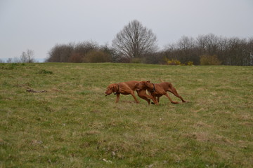 Fototapeta premium Vizsla26