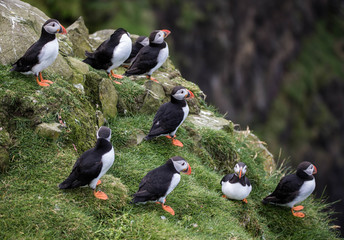 Adorable and cute Atlantic puffins on Mykines in the Faroe Islands