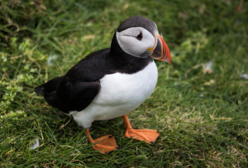 Adorable and cute Atlantic puffins on Mykines in the Faroe Islands