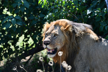 Löwe in Botswana - Moremi Reserve im Okavango Delta