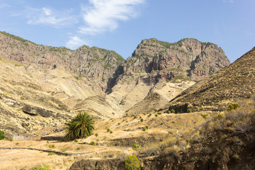 Lonely green palm tree on arid landscape by rocky mountains in Gran Canaria, Spain. Natural panorama views on sunny day in Canary Islands. Hiking, trekking, outdoor activity concepts