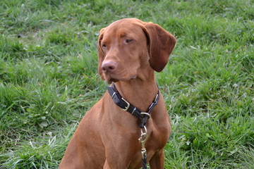 Vizsla15