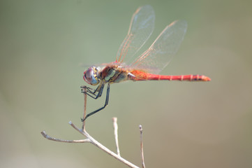 LIBELLULE