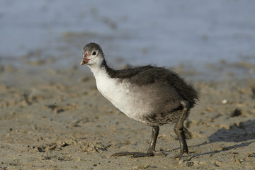 Eurasian coot (Fulica atra)