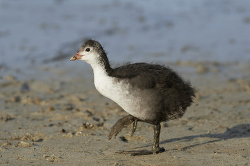 Eurasian coot (Fulica atra)