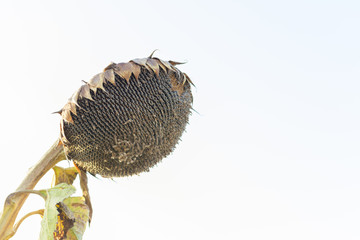 Girasol maduro seco listo para la cosecha en un cielo blanco sin nubes