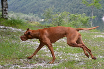 Vizsla hunting